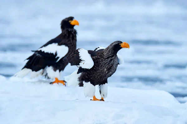 Japońska Zimowa Przyroda Morski Ptak Lodzie Orzeł Morski Haliaeetus Pelagicus — Zdjęcie stockowe