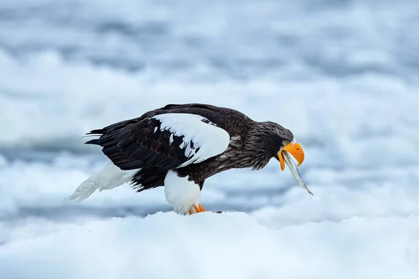 Japan winter wildlife. Sea bird on the ice. Steller\'s sea eagle, Haliaeetus pelagicus, bird with white snow, Hokkaido, Japan. Wildlife action behaviour scene from nature. Eagle sitting on the ice lake