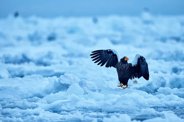Sea bird on the ice. Japan eagle in winter. Steller\'s sea eagle, Haliaeetus pelagicus, bird with white snow, Hokkaido, Japan. Wildlife action behaviour scene from nature. Eagle sitting on the ice lake