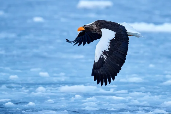 Sea bird on the ice. Japan eagle in winter. Steller\'s sea eagle, Haliaeetus pelagicus, bird with white snow, Hokkaido, Japan. Wildlife action behaviour scene from nature. Eagle sitting on the ice lake