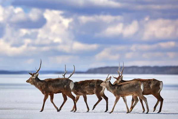 Hokkaido Sika Deer Herd Cervus Nippon Yesoensis Snow Meadow Winter — стоковое фото