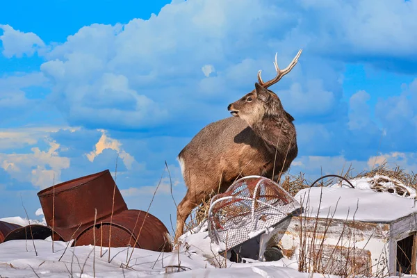 Hokkaido Sika Deer Rubbish Garbage Dump Cervus Nippon Yesoensis Snowy — Stock Photo, Image