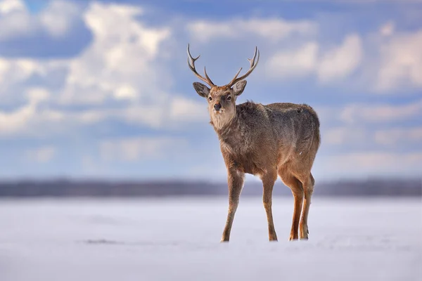 Hokkaido Sika Deer Cervus Nippon Yesoensis Snowy Meadow Winter Mountains — Stock Photo, Image