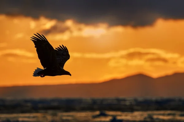 大海落日与鹰 橙色的云彩 飞行的猛禽 白尾鹰 海百合 蓝天白云为背景 野生动物与来自大自然的鸟类的场景 — 图库照片