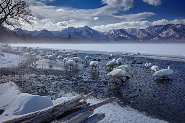 Lago Hielo Con Nieve Japón Cisnes Whooper Cygnus Cygnus Aves —  Fotos de Stock
