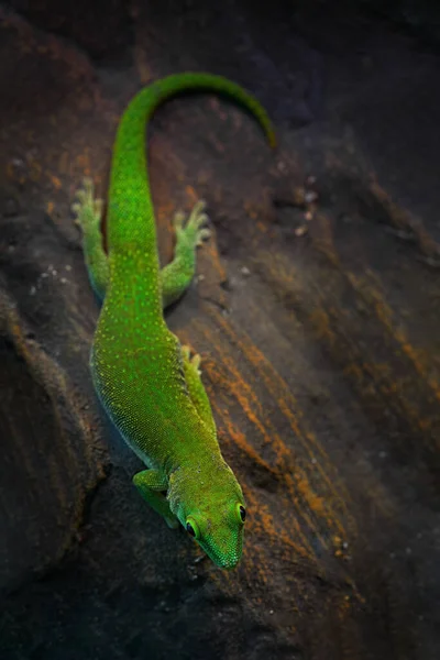 Koch Giant Day Gecko Phelsuma Madagascariensis Kochi Green Endemic Lizard — Stock Photo, Image