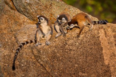 Madagaskar vahşi yaşamı. Maymun ailesi, genç yavru. Madagaskar yaban hayatı, Halka Kuyruklu Lemur, Lemur Catta. Madagaskar, Afrika 'dan bir hayvan, turuncu gözler. Akşam güneşinin batışı, Anja Doğa Parkı. Maymun, günbatımı. 