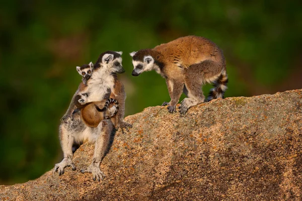 Madagaskar Vahşi Yaşamı Maymun Ailesi Genç Yavru Madagaskar Yaban Hayatı — Stok fotoğraf