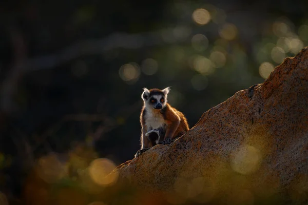 マダガスカルの野生動物 猿の家族 赤ちゃん マダガスカルの野生動物 リングテールのレミュール レミュールのカッタ マダガスカル アフリカ オレンジの目の動物 夕方の光の夕日 — ストック写真