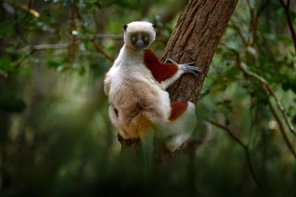 马达加斯加的自然 Coquerel Sifaka Propithecus Coquereli Reserve Peyrieras 猴群栖息于栖息地 野生马达加斯加 柠檬在深绿色的热带森林里 — 图库照片