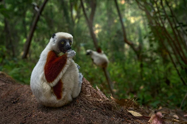 Sifaka Coquerel Propithecus Coquereli Reserve Peyrieras Kelompok Monyet Habitat Wild — Stok Foto