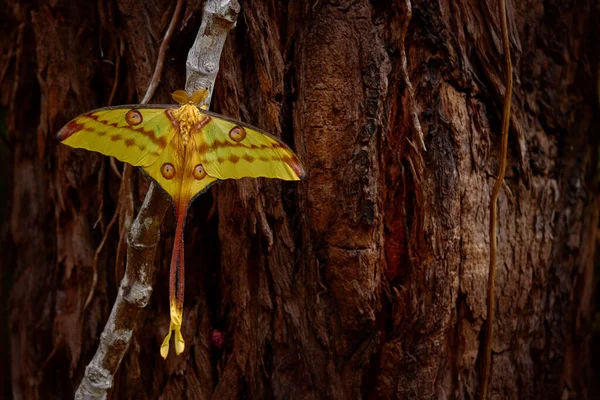 Kuyruklu Yıldız Güvesi Argema Mitrei Doğadaki Büyük Sarı Kelebek Madagaskar — Stok fotoğraf
