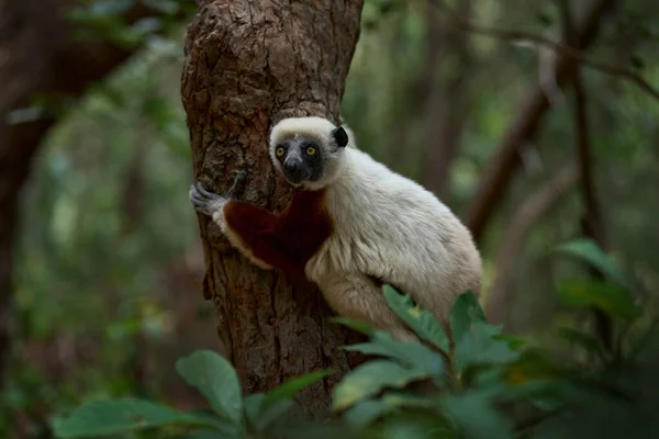 Sifaka在树上 马达加斯加特有的野生动物 非洲的自然 Coquerel的Sifaka Propithecus Coquereli Ankarafantsika 猴子在栖息地 野生马达加斯加 在深绿色热带森林里的柠檬 — 图库照片