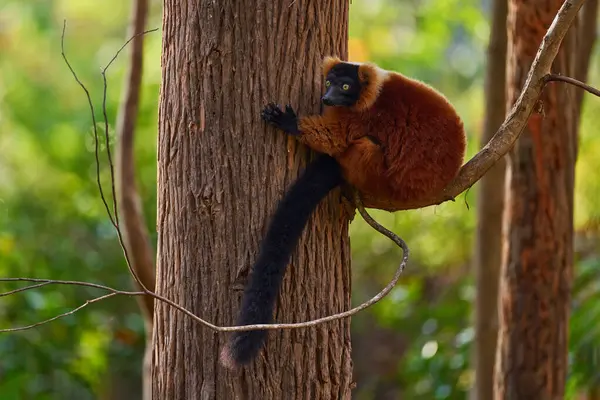 Madagascar Wildlife Red Ruffed Lemur Varecia Rubra Park National Andasibe — стоковое фото