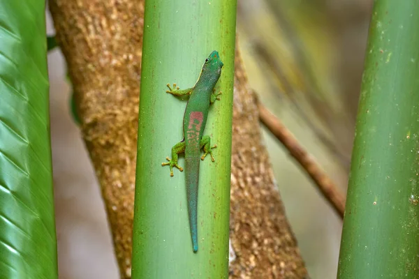 Phelsuma Lineata Green Endemic Lizard Andasibe Madagascar Lined Day Gecko — Stock Photo, Image