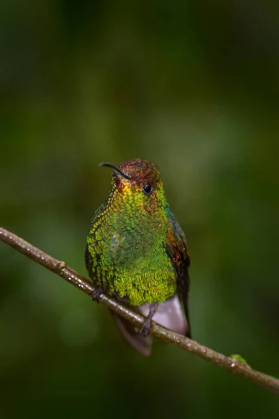 Głęboko Zielony Leśny Ptak Coppery Headed Emerald Microchera Cupreiceps Mały — Zdjęcie stockowe