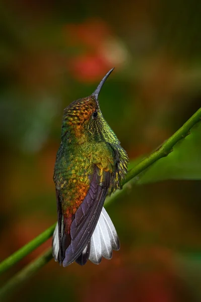 Bakır Başlı Zümrüt Kosta Rika Küçük Sinekkuşu Endemisi Teneke Kuş — Stok fotoğraf