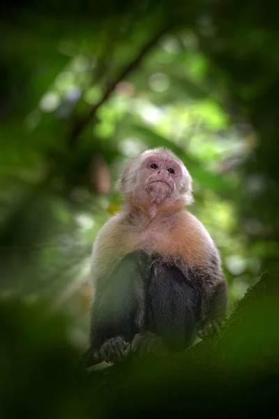 Costa Rica nature. White-headed Capuchin, black monkey sitting and shake one\'s fist on tree branch in the dark tropical forest. Wildlife of Costa Rica. Travel in Central America. Open muzzle with toot