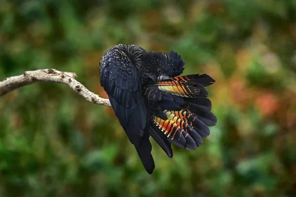 オーストラリアの野生生物 オーストラリア生まれの黒いカクテルカクテル カリプトルシンクスバンク 黒鳥クリーニングテールフェザープラム 森の中のパロット — ストック写真