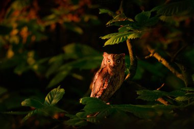 Sops Owl, Otus scops, doğada küçük baykuş, Çek Cumhuriyeti Prag yakınlarındaki yeşil ağaç dalında oturuyor. Doğadan vahşi yaşam sahnesi, günbatımı.