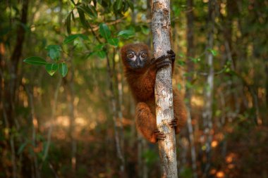 Wildlife Madagascar. Eulemur rubriventer, Red-bellied lemur, Akanin ny nofy, Madagascar. Small brown monkey in the nature habitat, wide angle lens with forest habitat. 