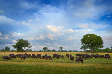 Afrika vahşi hayatı, Okavango deltasındaki bufalo sürüsü. Mavi gökyüzünde bulutlarla güneşli bir gün, Botswana 'da savana. Afrika Bizonu, Cyncerus Kafe, doğal ortamında. Manzara, Afrika 'daki büyük hayvan sürüsü..