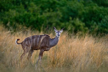 Daha büyük kudu, Tragelaphus strepsiceros, sarmal boynuzlu yakışıklı antilop. Afrika 'da Kudu. Doğadan vahşi yaşam sahnesi. Yeşil çayır habitatı, Okavango deltası, Moremi, Botswana.