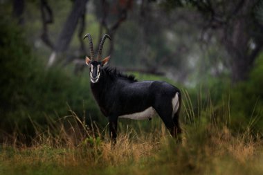 Samur antilop, Hippotragus niger, Afrika Botsvana 'da bulunan bir antilop. Okavango delta antilobu. Antilop portresi, koca kulaklı ve boynuzlu bir kafa. Afrika 'da vahşi yaşam. 