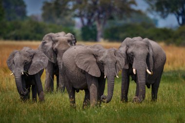 Çimlerdeki fil, güzel akşam ışığı. Doğadan vahşi yaşam sahnesi, doğal ortamdaki fil, Moremi, Okavango deltası, Botswana, Afrika. Yeşil yağmurlu mevsim, bulutlu mavi gökyüzü. Afrika safarisi. 