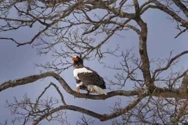 Kutup günbatımı. Kartalla kış gündoğumu. Steller 'in deniz kartalı, Haliaeetus pelagicus, sabah alacakaranlığı, Hokkaido, Japonya. Kartal buzda yüzüyor. Vahşi yaşam davranışları, doğa.. 