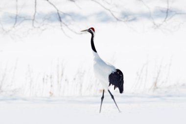 Bir çift kırmızı taçlı vinç, Grus japonensis, karda yürüyor, Hokkaido, Japonya. Doğal ortamında güzel bir kuş. Doğadan vahşi yaşam sahnesi. Soğuk ormanda karlı bir turna. Hayvan davranışları.