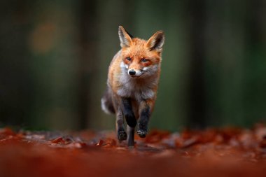 Orman yaban hayatı. Şirin Kızıl Tilki, Vulpes vulpes, turuncu sonbahar orman yaprakları. Doğadan vahşi yaşam sahnesi. Doğa habitatında bir hayvan. Yeşil ortamda hayvan, Almanya, Avrupa.