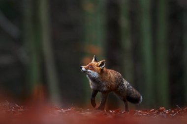Orman yaban hayatı. Şirin Kızıl Tilki, Vulpes vulpes, turuncu sonbahar orman yaprakları. Doğadan vahşi yaşam sahnesi. Doğa habitatında bir hayvan. Yeşil ortamda hayvan, Almanya, Avrupa.