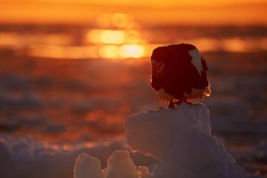 Kutup günbatımı. Kartalla kış gündoğumu. Steller 'in deniz kartalı, Haliaeetus pelagicus, sabah alacakaranlığı, Hokkaido, Japonya. Kartal buzda yüzüyor. Vahşi yaşam davranışları, doğa.. 