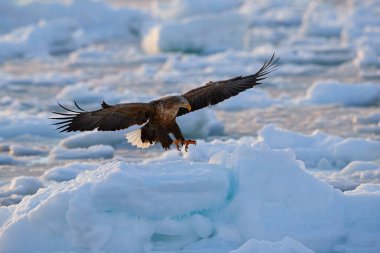 Kartal, kutup yaban hayatı. Beyaz Kuyruklu Kartal Uçuşu, faturadaki wirt balığı, Haliaeetus albicilla, Hokkaido, Japonya. Buzlu vahşi yaşam sahnesi. Kartal uçuyor. Yırtıcı kuşla kış sahnesi.