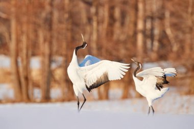 Bir çift kırmızı taçlı vinç, Grus japonensis, karda yürüyor, Hokkaido, Japonya. Doğal ortamında güzel bir kuş. Doğadan vahşi yaşam sahnesi. Soğuk ormanda karlı bir turna. Hayvan davranışları.