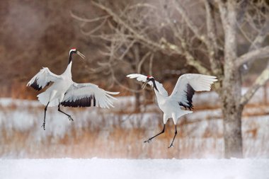 Bir çift kırmızı taçlı vinç, Grus japonensis, karda yürüyor, Hokkaido, Japonya. Doğal ortamında güzel bir kuş. Doğadan vahşi yaşam sahnesi. Soğuk ormanda karlı bir turna. Hayvan davranışları.