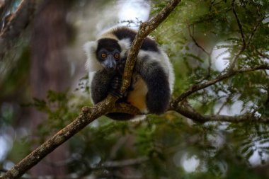 Lemur doğa habitatında. Siyah-beyaz yakalı lemur, Varecia variegata, Madagaskar adasına özgü nesli tükenmekte olan türler. Andasibe-Mantadia NP 'den maymun memeli..