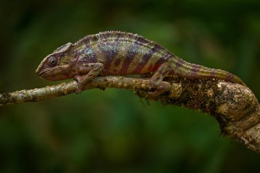 Ağaç dalında bukalemun, Furcifer pardalis, Ranomafana NP 'nin doğa habitatında oturuyor. Madagaskar 'dan Endemik Kertenkele. Geceleyin bukalemun, Afrika