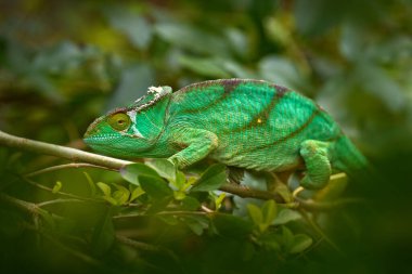Papazın bukalemunu Calumma Parsonii, Madagaskar 'daki doğal orman habitatı Andasibe Mantadia NP' de. Ağaçtaki yeşil kertenkele.
