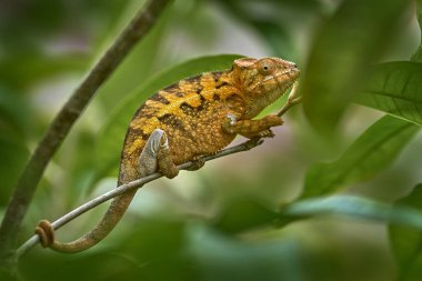 Bukalemun Furcifer Pardalis, doğa habitatı Andasibe Mantadia NP 'nin ağaç dalında oturuyor. Madagaskar 'dan Endemik Kertenkele. Geceleyin bukalemun.