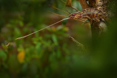 Bukalemun, uzun dilli böcek avlıyor. Ağaç dalında panter hameleonu, Furcifer pardalis, Ranomafana NP 'nin doğa habitatında oturuyor. Madagaskar 'dan Endemik Kertenkele. 