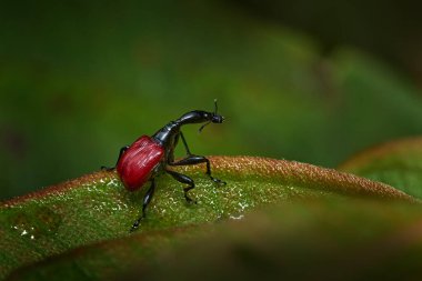 Madagaskar 'a özgü bir böcek. Zürafa buğday biti, Trachelophorus zürafası, yeşil yapraklı siyah ve kırmızı böcek. Doğal orman habitatında zürafa bitleri, Andasibe Manadia NP, Madagaskar endemik