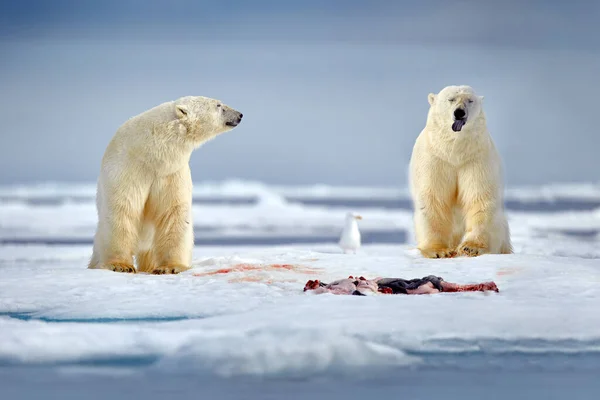 Wildlife Spitsbergen Noorwegen Beren Met Karkas Pelsvacht Huid Wilde Dieren — Stockfoto