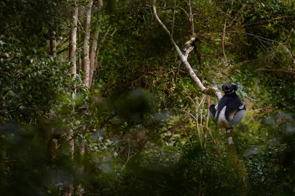 马达加斯加热带森林 在自然界的栖息地里有狐猴 马达加斯加的Andasibe Mantadia 乔木上有花椰菜 深色的热带植被 黑灰色的黑柠檬 — 图库照片