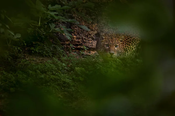 Leopardo Giava Panthera Pardus Melas Nell Habitat Naturale Isola Giava — Foto Stock