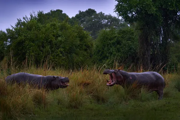 希波战斗 两种大型动物在绿草中 奥卡万戈三角洲 博茨瓦纳在非洲 犀牛张开口 绿林植被 — 图库照片