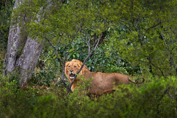 Forest African lion in the nature habitat, green trees, Okavango delta, Botswana in Africa. Wild cat hidden in the forest vegetation.