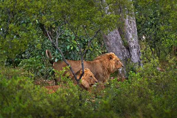 Two forest African lion in the nature habitat, green trees, Okavango delta, Botswana in Africa. Forest wildlife in Africa.