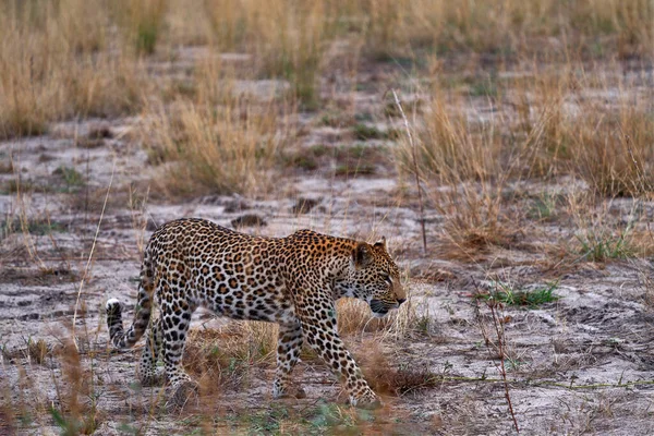 Botswana Wildlife Leopard Panthera Pardus Shortidgei Grass Walk Nature Habitat — Stock Photo, Image
